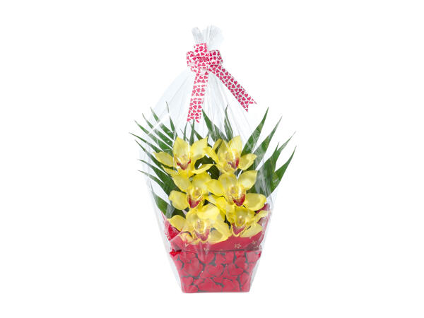 Orchid, 6 Flowers