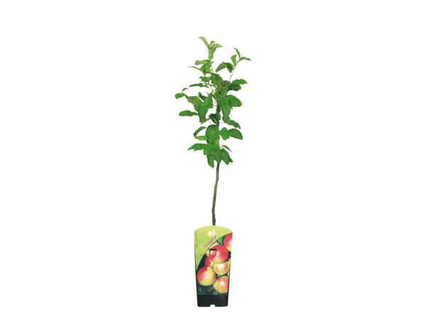Dwarf Fruit Trees