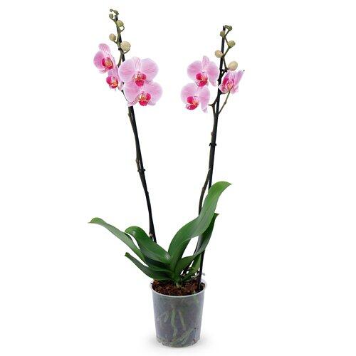 Orchidee