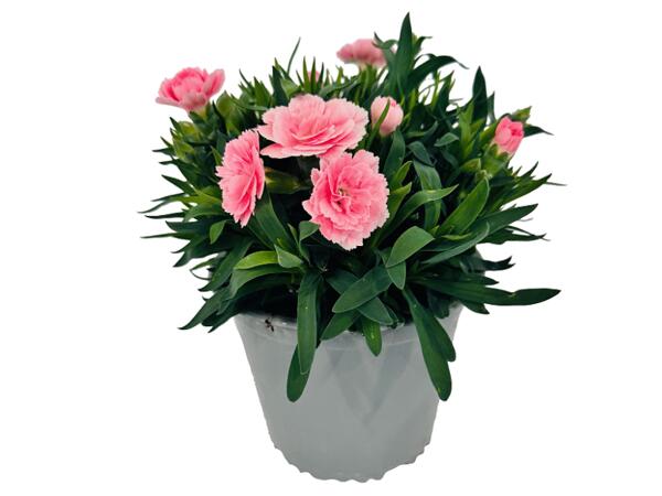 Dianthus