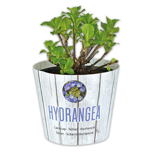 Tellerhortensie