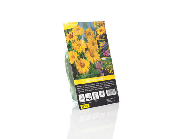 Plantes vivaces
