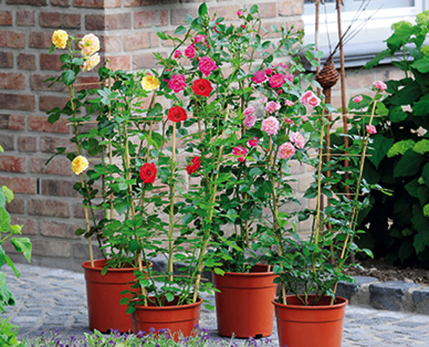 Rosa a spalliera GARDENLINE(R)