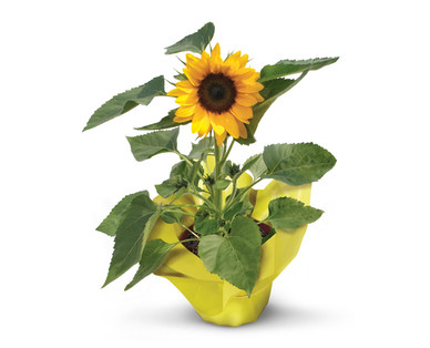 Sunflower Plant