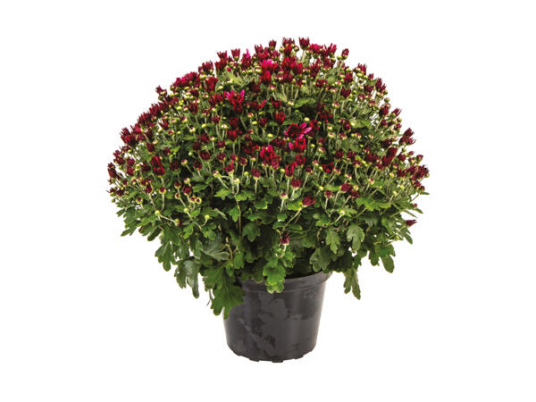 Frilandschrysanthemum