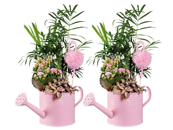 Flamingo Gieskanne bepflanzt