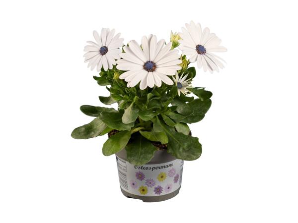 Spansk marguerit