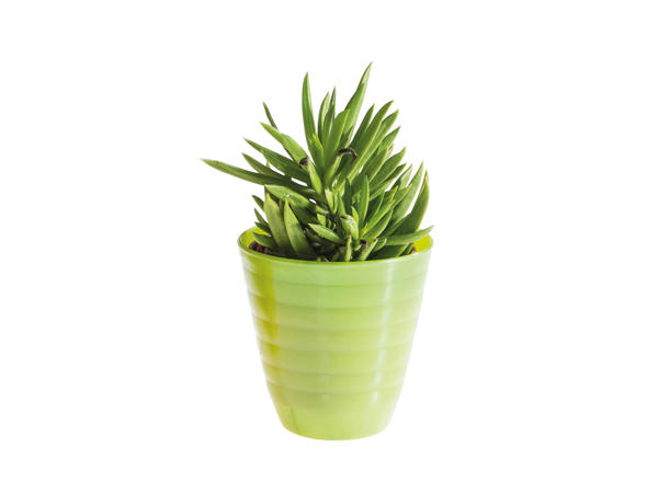 Mini Succulents and Cacti