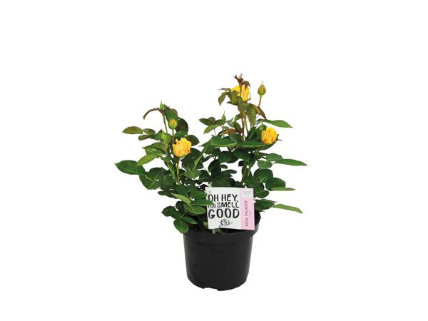 Garden Rose