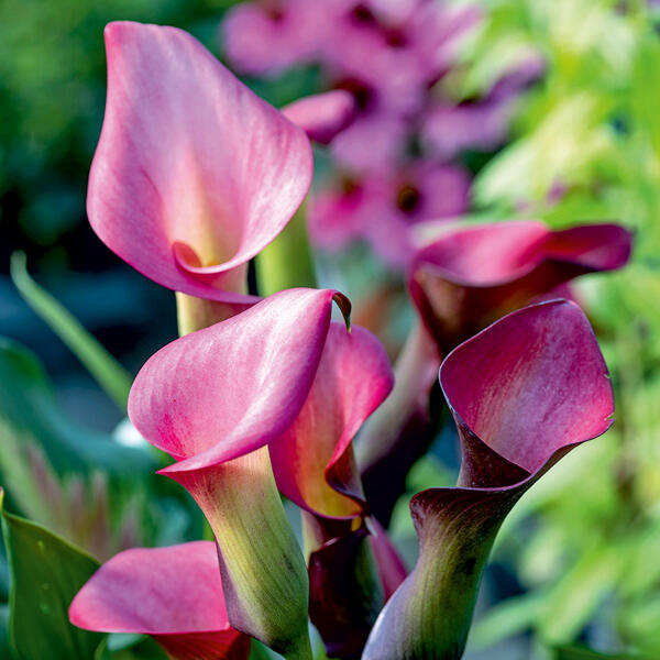 Calla