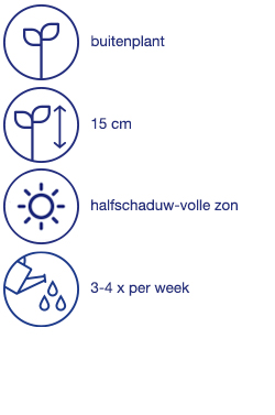 Viooltjes, 10 st.