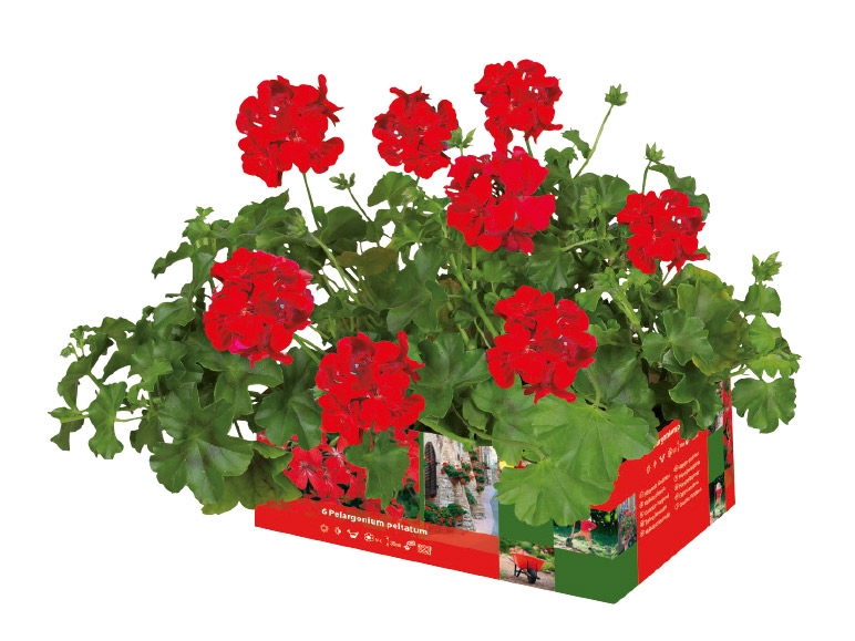 Trailing Geranium