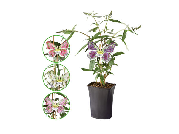 Syrénbuddleja
