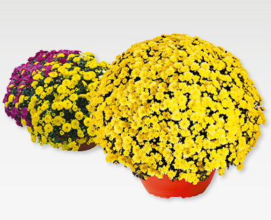 Coupe de chrysanthèmes