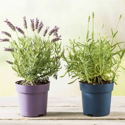 Lavendel