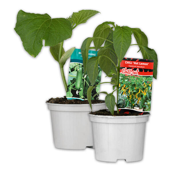 Gurkenpflanze Vielfalt Mix / Hot Peppers "Chill out"