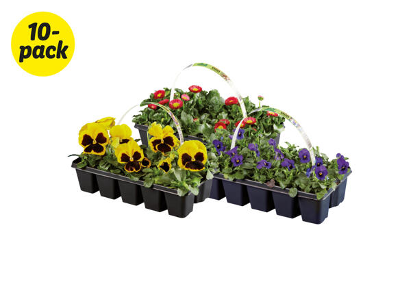 Vårblommor