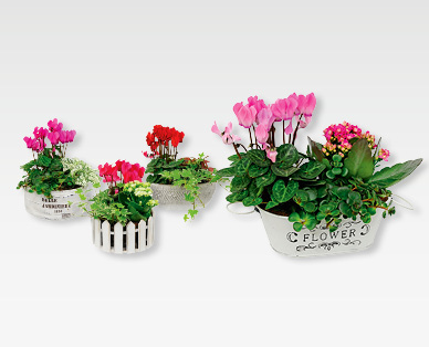 Arrangement de plantes