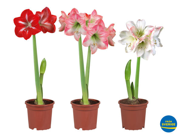 Amaryllis, 2-stänglad