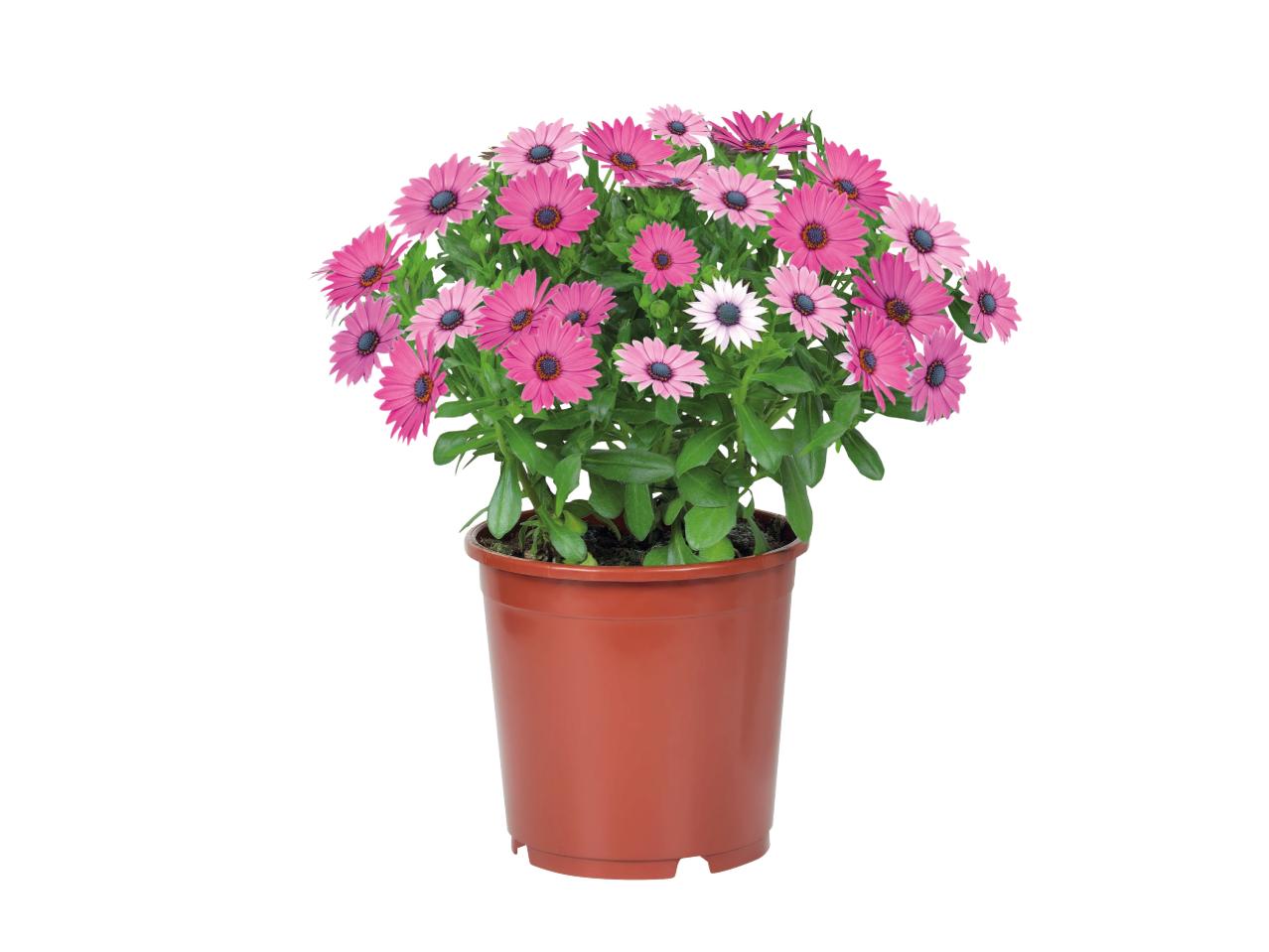 Osteospermum1