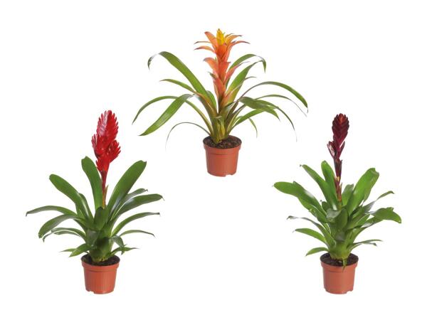 Broméliacées Eco