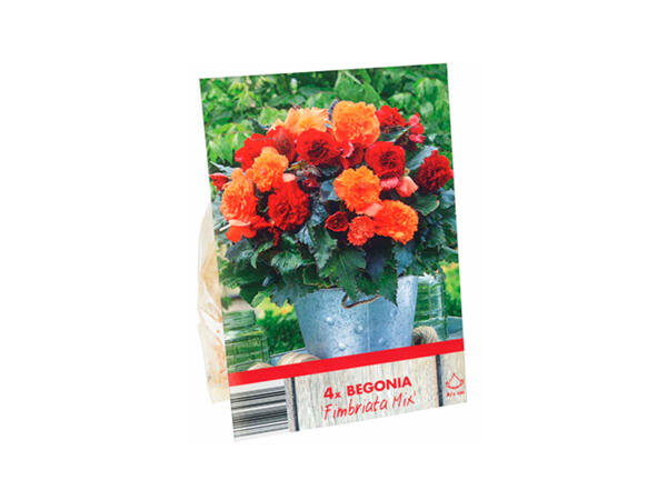 Begonia Bulbs