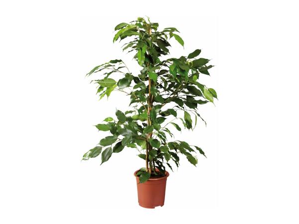 Houseplants