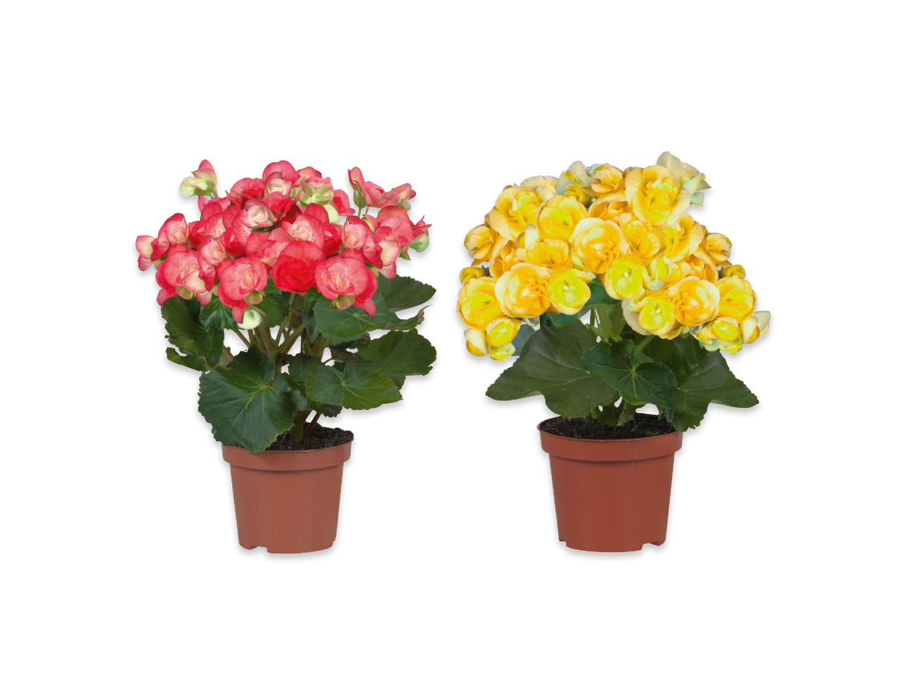 BEGONIA