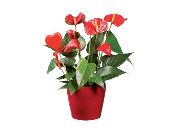 Flamingoblomst eller Hedera i keramik