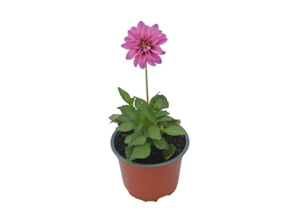Dahlia Paula