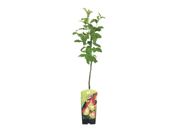 Dwarf Fruit Trees