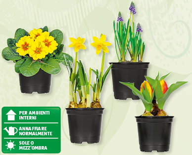 Bulbi di fiori assortiti