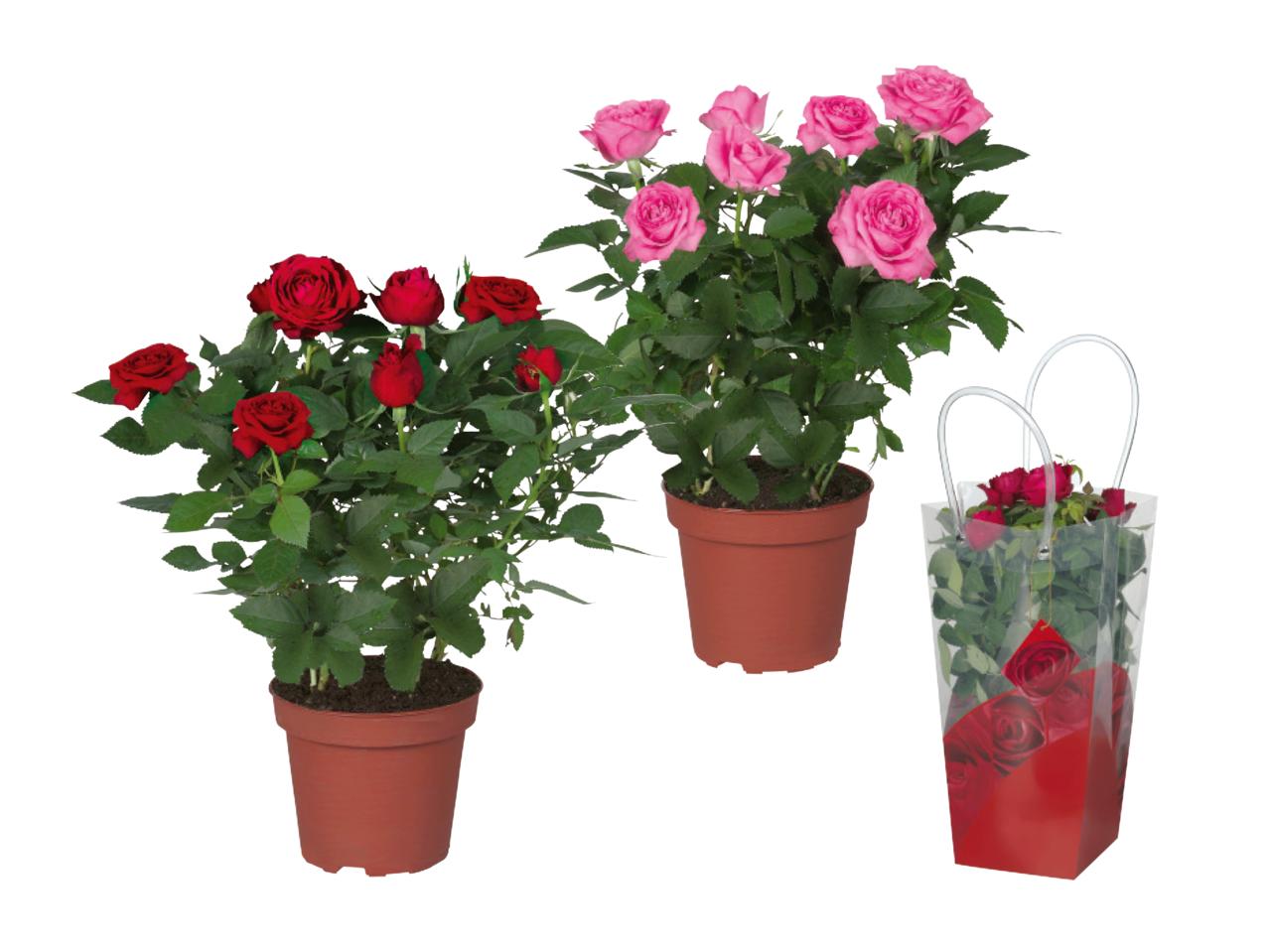 Valentine Rose in Gift Bag