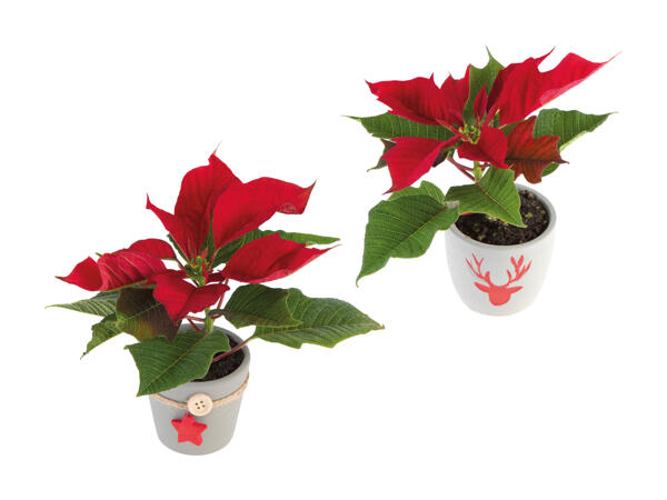 Mini Weihnachtsstern in Keramik
