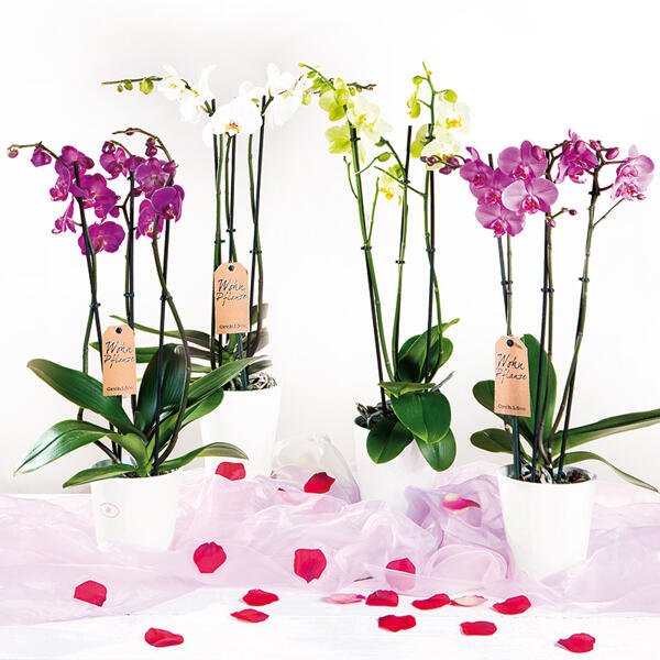 Orchidee "Phalaenopsis"