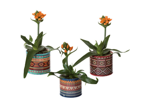 Ornithogalum in Afrika-Keramik