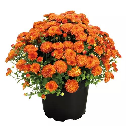 8" Mums - Assorted Color