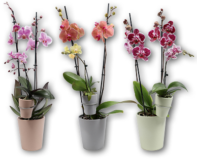Duo-Orchidee