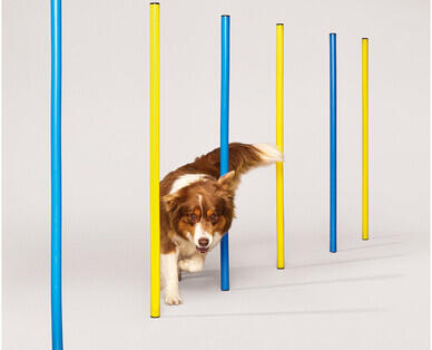 Dog Agility Assortment