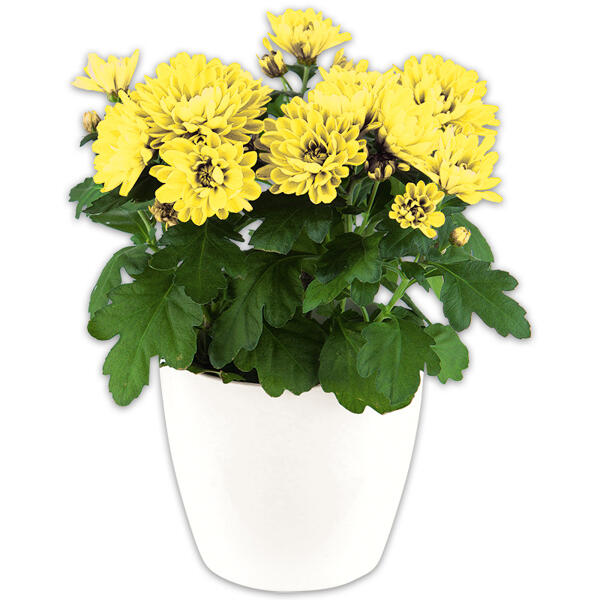 Topfchrysantheme