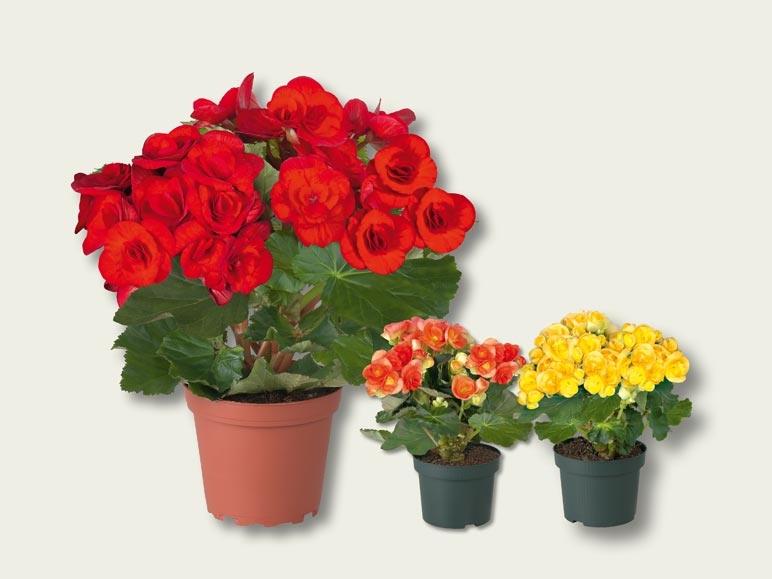 Plante à fleurs (dès 29.9.)