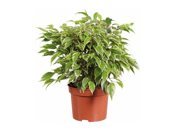 Plant Mix
