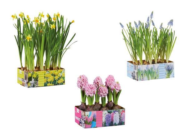 Bulbes de fleurs dans un carton de 6
