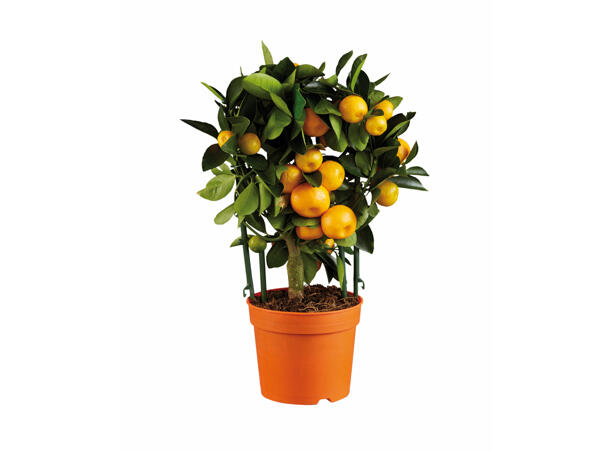 Mediterranean Plants