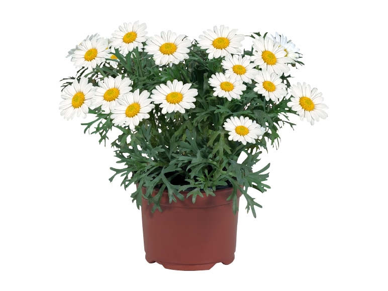 Marguerites