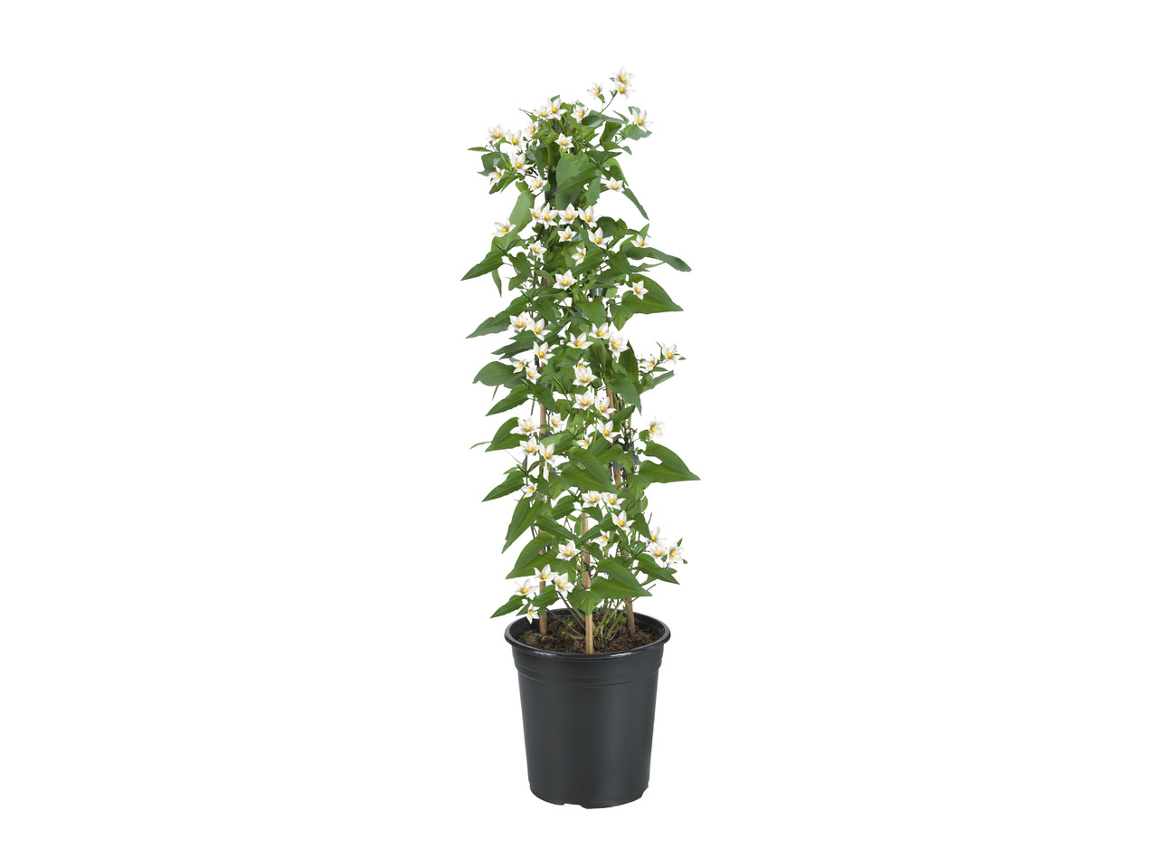 Jasmine Nightshade1