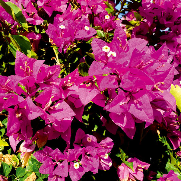 Bougainvillea "Vera Deep Purple"