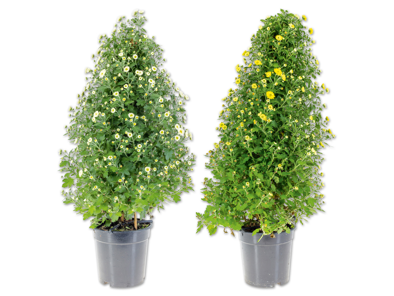 Chrysanthemen Pyramide