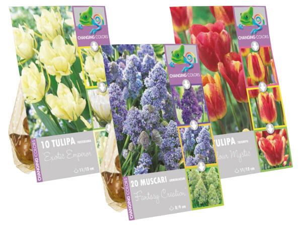 Frühjahrsblumenzwiebel Mix Farbwechsel