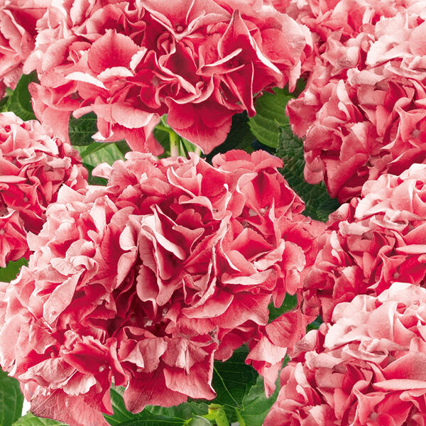 Zimmerhortensie